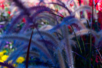 Macroaufnahmen bunter Gräser im botanischen Garten