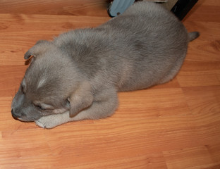 Grey puppy with blue eyes. This is a very loving and wonderful family pet. He loves to play and cuddle and make you very happy.