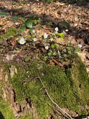 Baumstamm mit Blumen