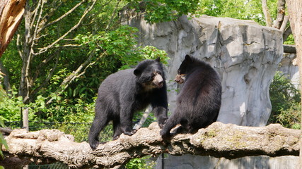 Schwarzbären