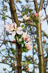 Apfelbaum mit Blütenzweigen - Makro