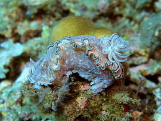 The amazing and mysterious underwater world of Indonesia, North Sulawesi, Manado, sea slug