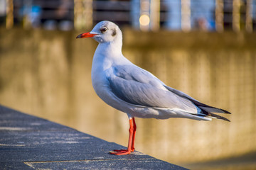 Heavenly Songdo Skywalk in Busan, South Korea
