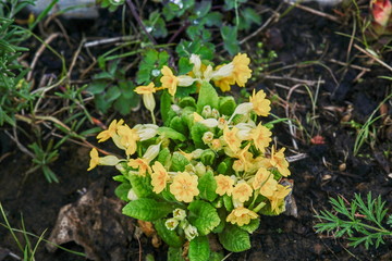Primel (Primula) im Frühjahrsgarten