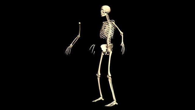 Animated 3D anatomy. Skeleton 3D animation. Time-lapse 3D animation showing a process of assembled of the skeleton.