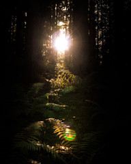 sun shining through the trees