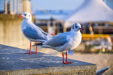 Heavenly Songdo Skywalk in Busan, South Korea