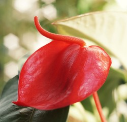 Anthurium scherzerianum