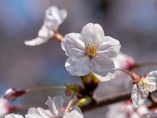 さくら　広島 黄金山の桜