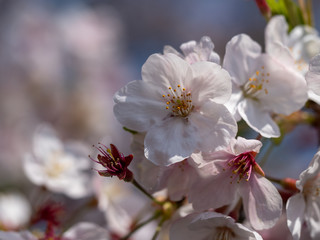 さくら　広島 黄金山の桜