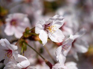 さくら　広島 黄金山の桜
