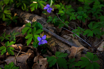 high angle view on Viola riviniana (common dog-violet) growing in the shade in the forest