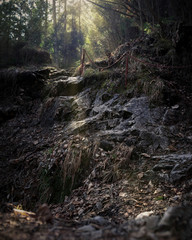 sunny path
