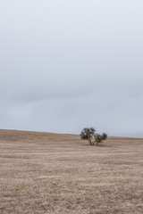 lonely tree in the field