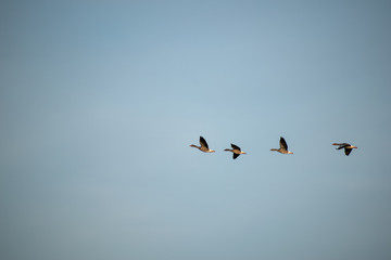 Wildgänse im Flug