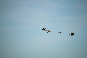 Wildgänse im Flug
