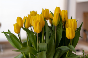 Naklejka premium Beautiful yellow tulips