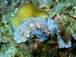 The amazing and mysterious underwater world of Indonesia, North Sulawesi, Manado, sea slug