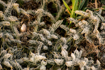 Eingefrorene Pflanze im Wald