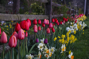 red and yellow tulips in spring in front of an old wooden fence