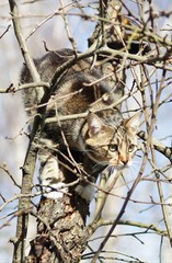 Cat on tree