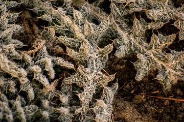 Eingefrorene Pflanze im Wald