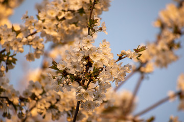 Apfelblüte im Sonnenlicht in der Nahaufnahme