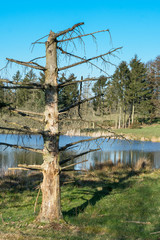 Dead tree on a meadow with lake ind the background under a clear blue sky