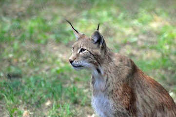 Luchs