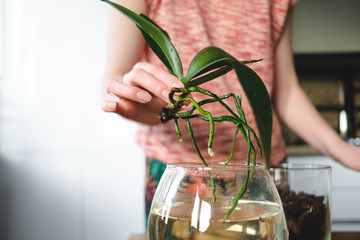 Close up woman hands planting an orchid flower in the house on a wooden desk in the living room