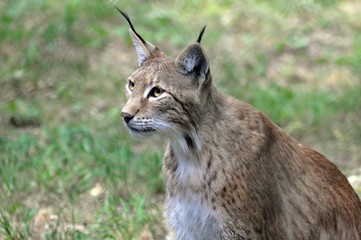 Luchs