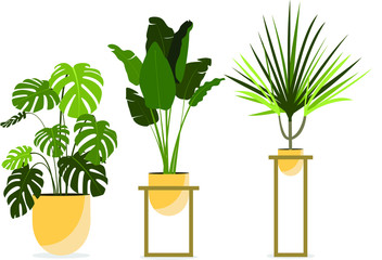 Collection of decorative houseplants isolated on white background. 
Vector flat illustration of plants in pots