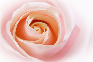 Plakat macro de una rosa con un desenfoque y degradado a blanco
