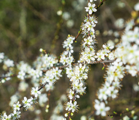 Frühling