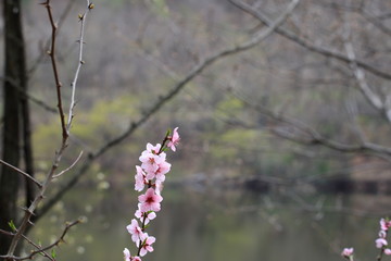복숭아꽃이 보이는 아름다운 봄풍경