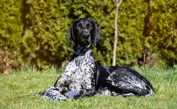 The dog is waiting for the command, German pointer lying on the green grass in the garden