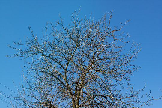 The crown of a nut tree without leaves against a clear blue sky