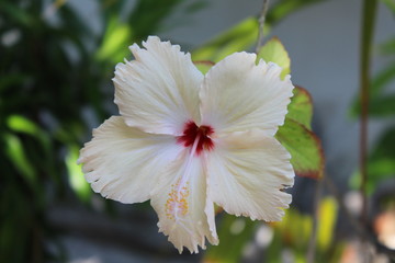 Hibiskusblüte © Sebastian