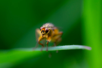 mouche