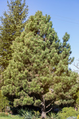 A large spruce in the garden against the background of other plants