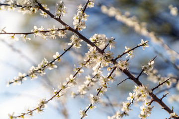 Frühling