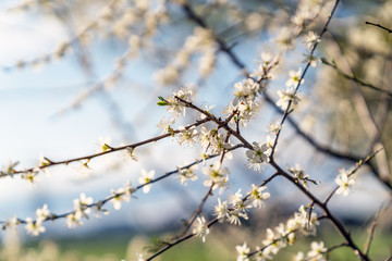 Frühling