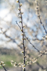 Frühling