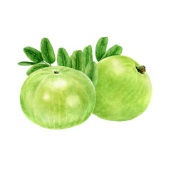 Closeup indian gooseberry fruits amla with leaf watercolor illustration isolated on white background