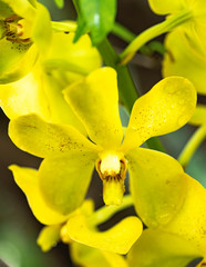 Fototapeta na wymiar fresh yellow orchid flowers closeup