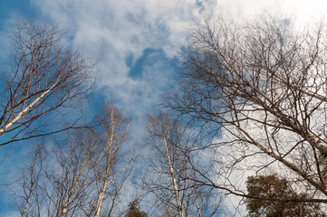 birches against the sky with clouds