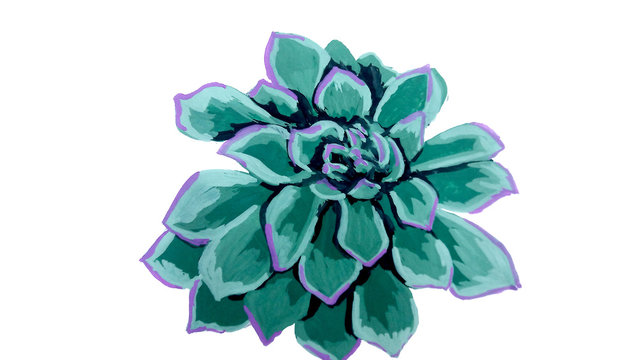 Isolated illustration of echiveria 