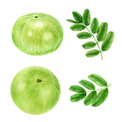 Closeup indian gooseberry fruits amla with leaf watercolor illustration isolated on white background