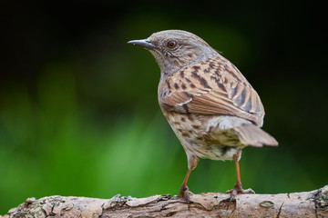Dunnock in the garden