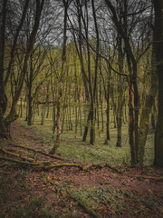 autumn in the forest